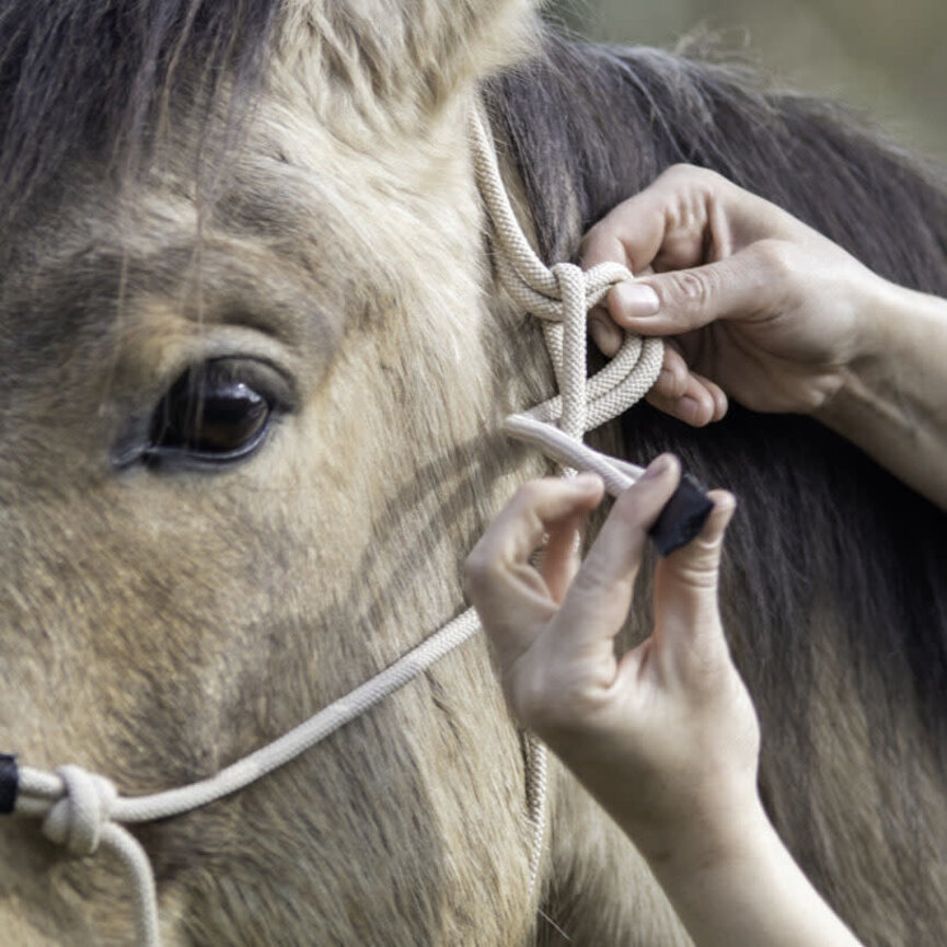 TRAINING HEAD COLLAR