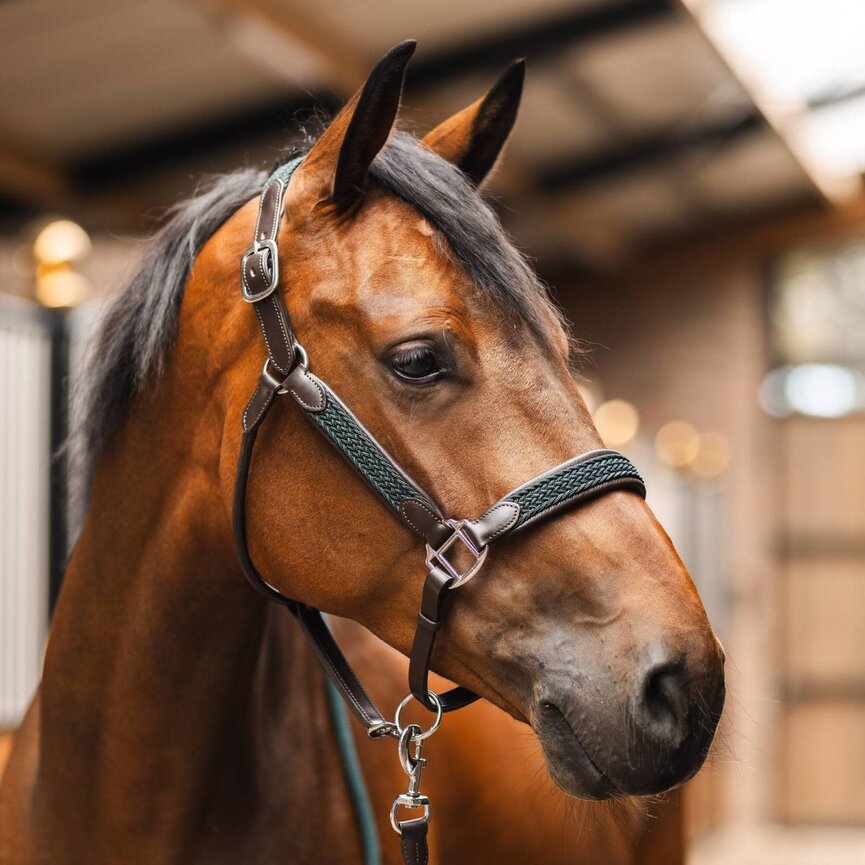 Evolve Leather Halter with Braided Accents