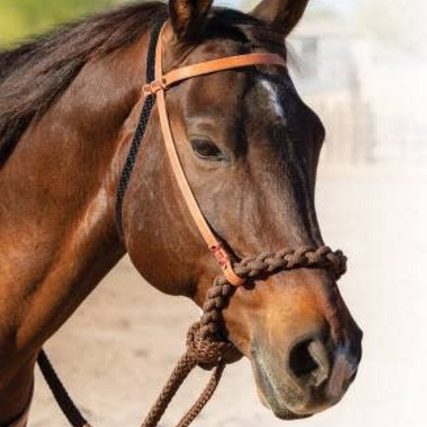 LOPING HACKAMORE