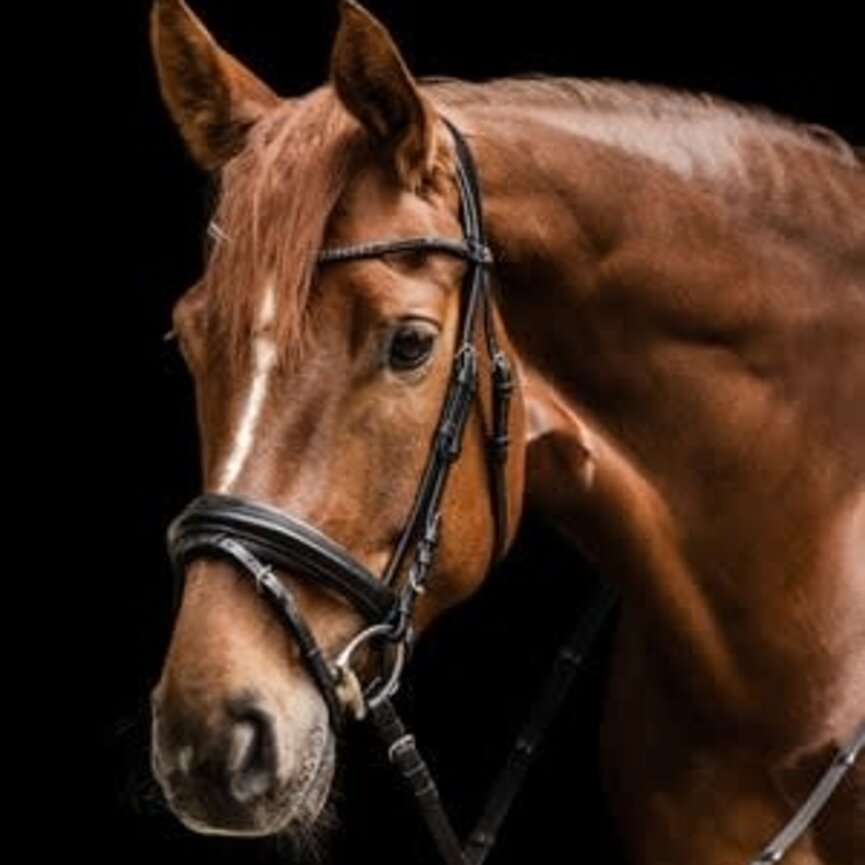 X-Line Favourite Bridle