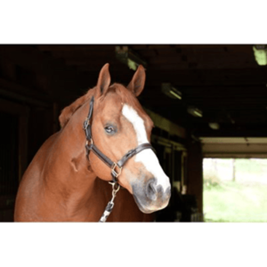 Twisted Leather Halter - Havana