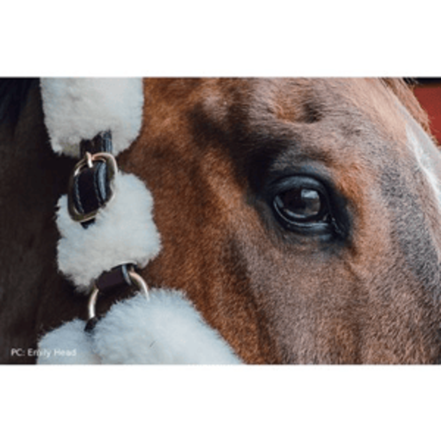 Sheepskin Shipping Halter - Havana