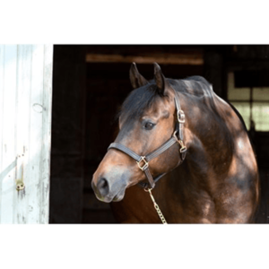Professional 1" Triple Stitched Leather Show Halter - Havana