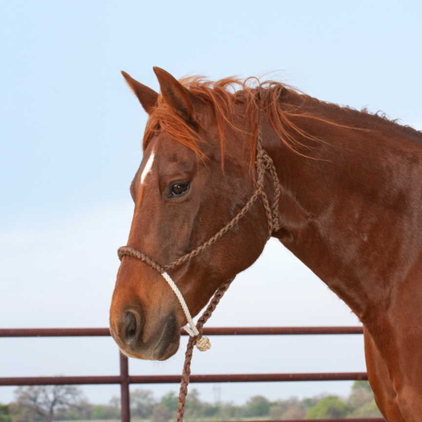 ROPE NOSE HALTER AND LEADROPE