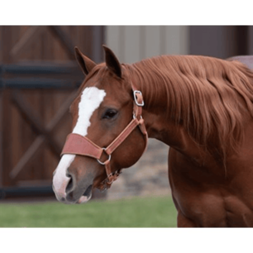 LEATHER RANCH HALTER - HORSE SIZE
