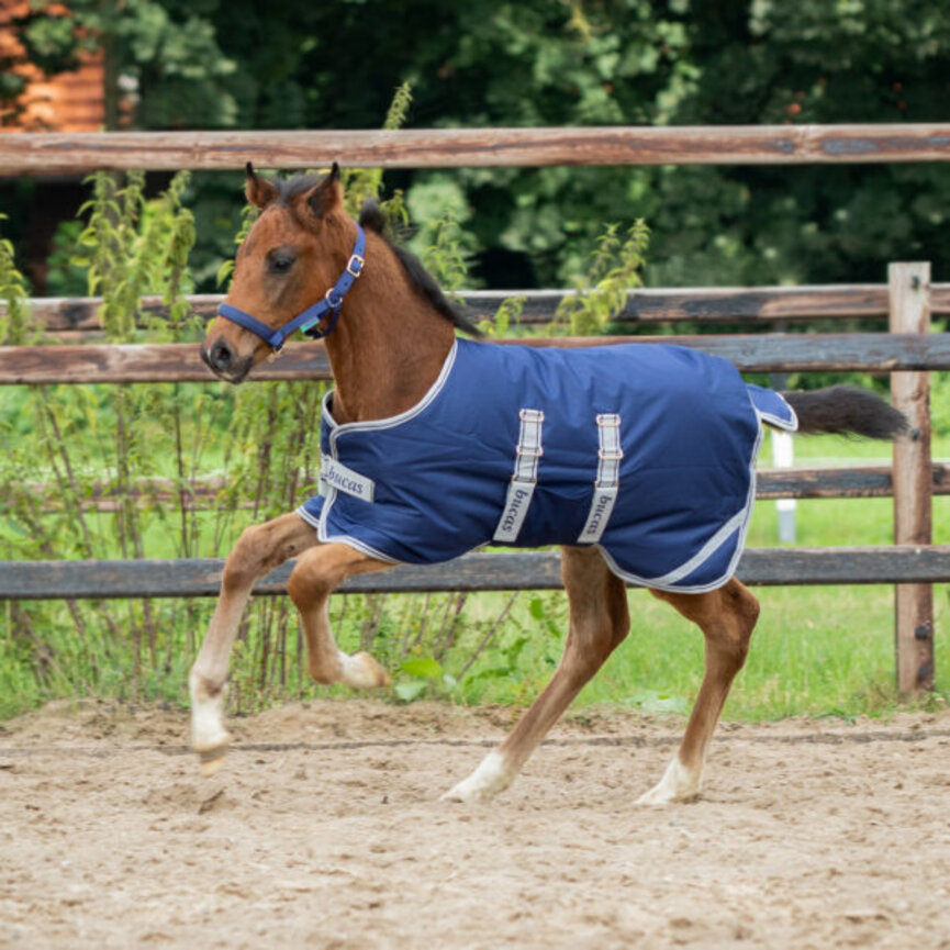 Foal Rug