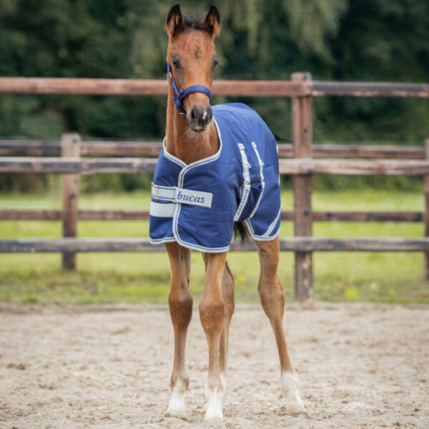 Foal Rug