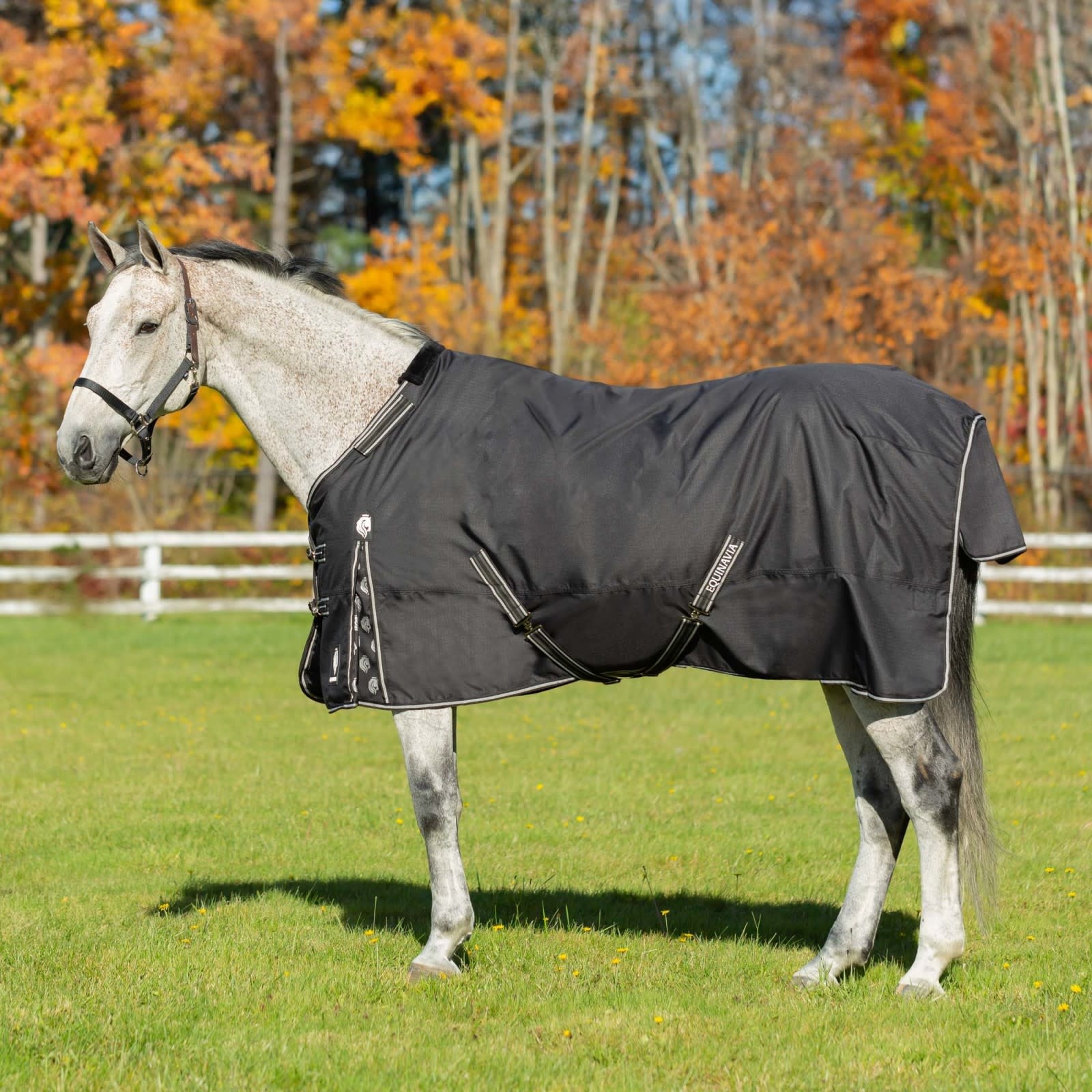 【美品】wjk TYPE A-1ジャケット shiny horse hl06 Norse Turnout Sheet - Equine Essentials Tack & Laundry Services