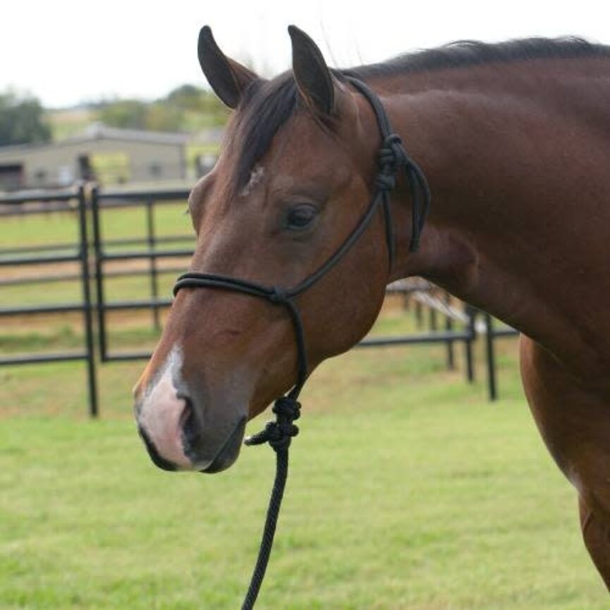 Equisential Rope Halter / 8 ft Lead