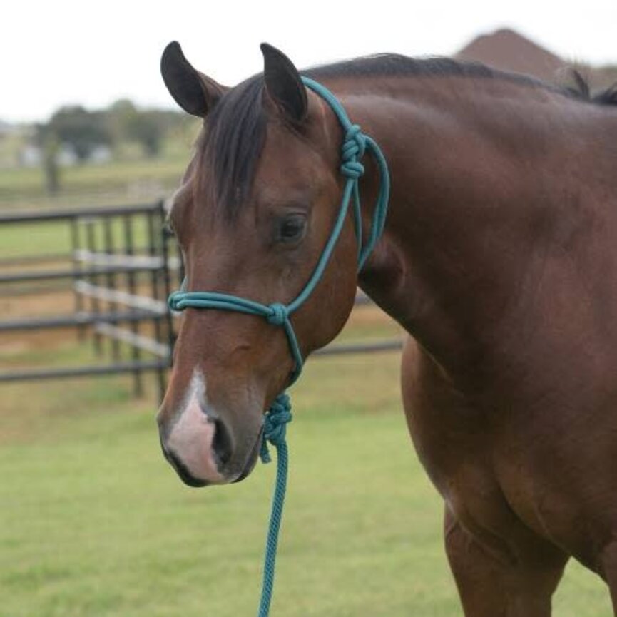 Equisential Rope Halter / 8 ft Lead