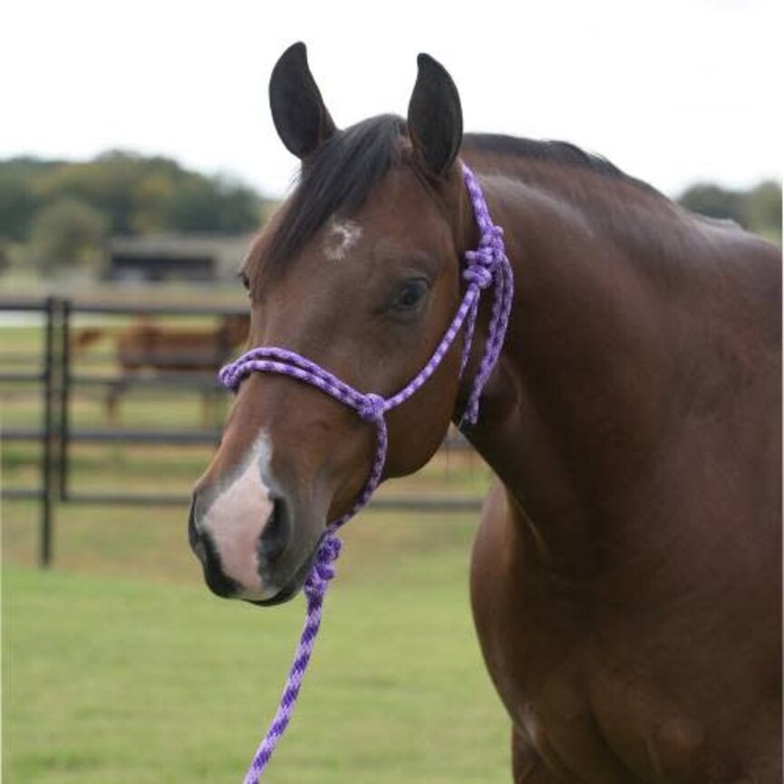 Equisential Rope Halter / 8 ft Lead