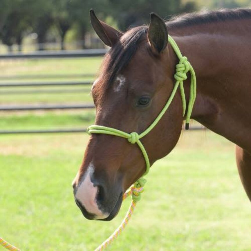 Equisential Rope Halter / 8 ft Lead