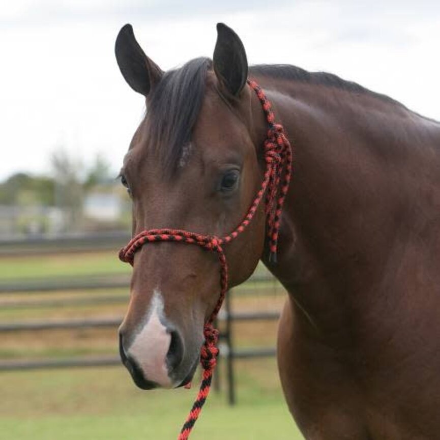 Equisential Rope Halter / 8 ft Lead