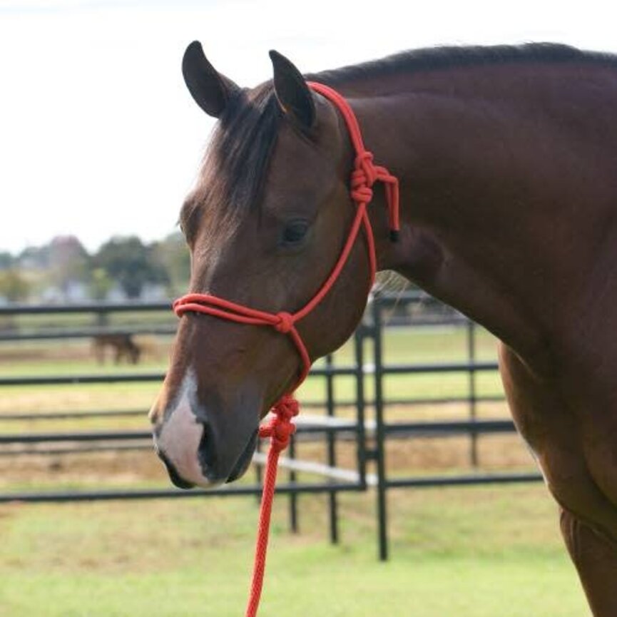Equisential Rope Halter / 8 ft Lead