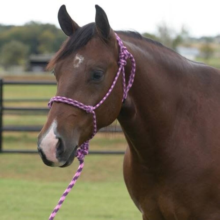 Equisential Rope Halter / 8 ft Lead