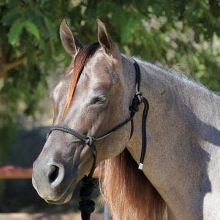 ROPE HALTER  / 10 FT LEAD