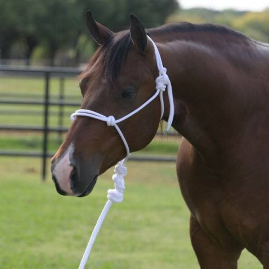 ROPE HALTER  / 10 FT LEAD