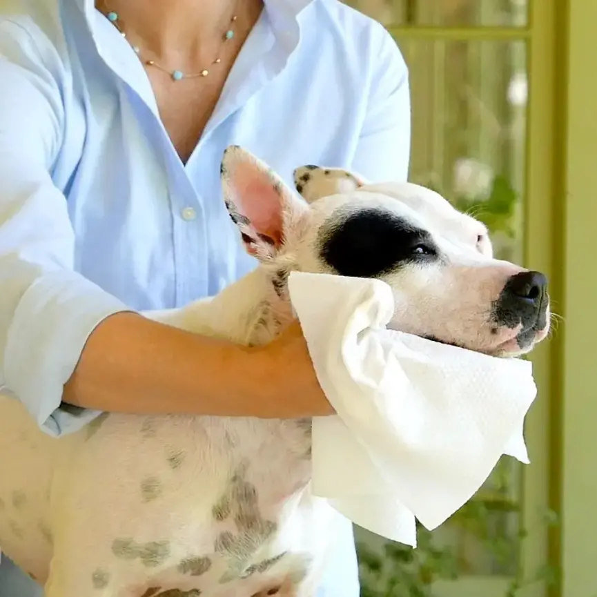 SKIN & COAT GROOMING CLOTH WIPES XXL PACK WITH DISPENSER