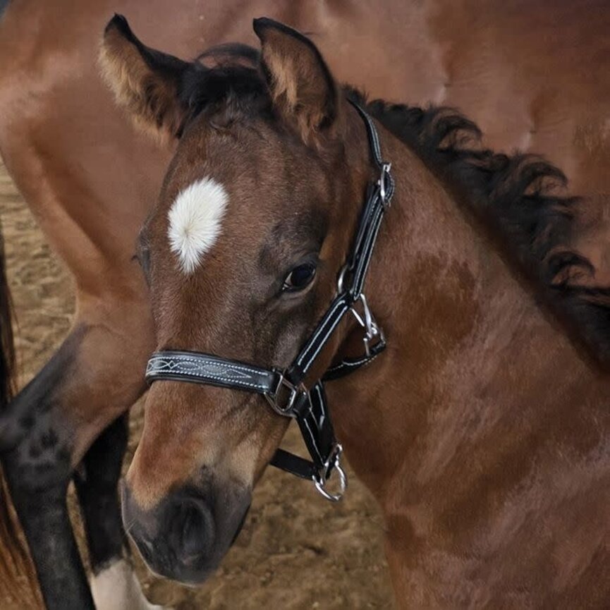 Fancy Stitched Halter for Mini/Pony