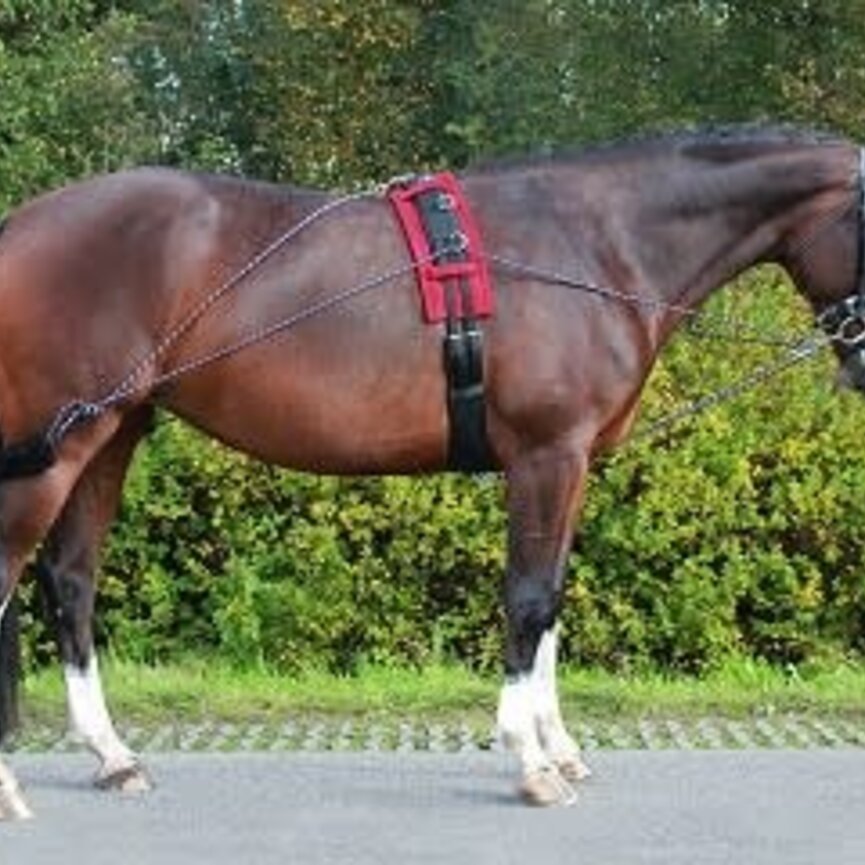 QHP Lunging System