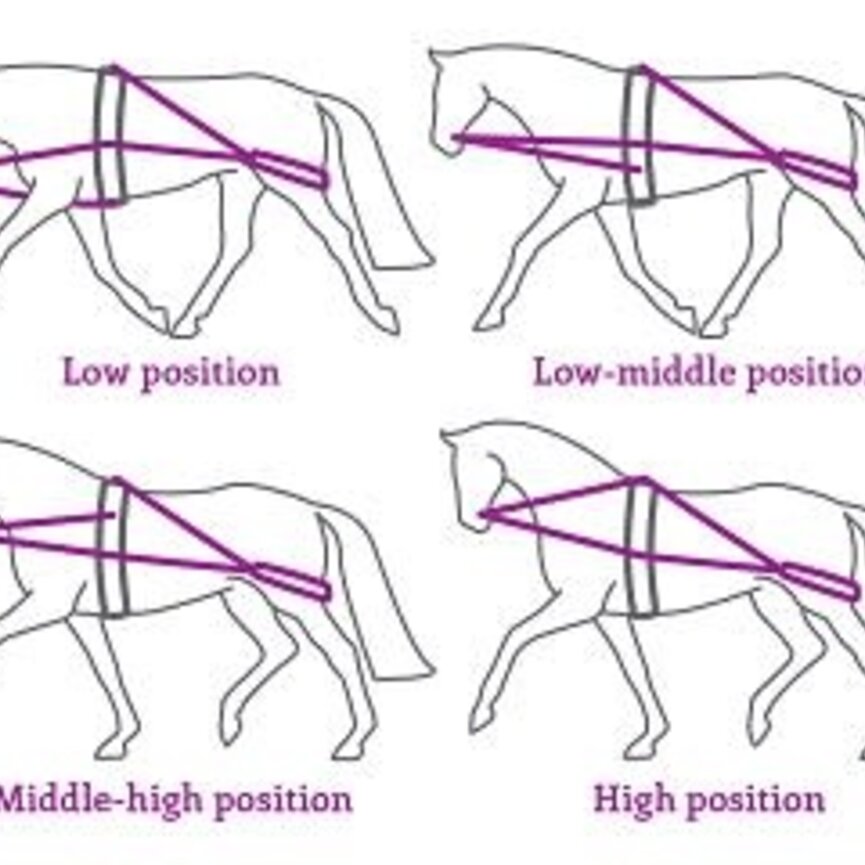 QHP Lunging System