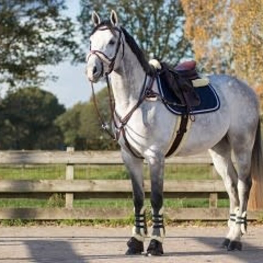 QHP Ontario Tendon Boots