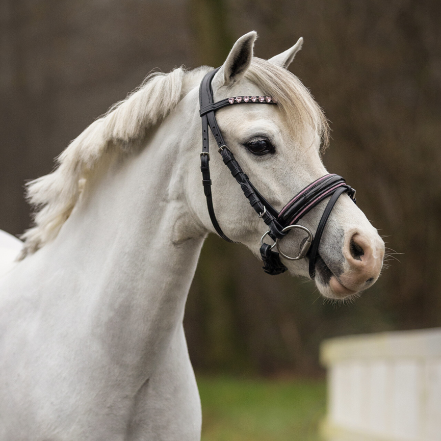 QHP Bixie Bridle