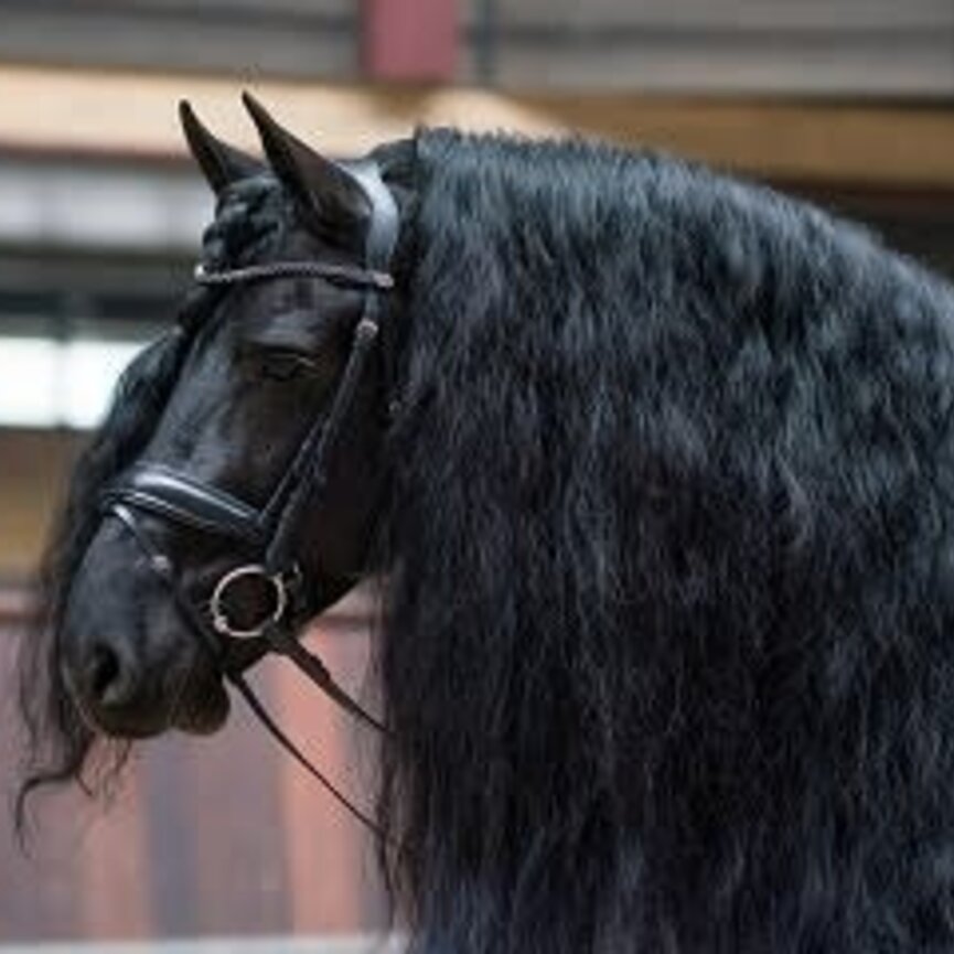 QHP Selene Snaffle Bridle - Black
