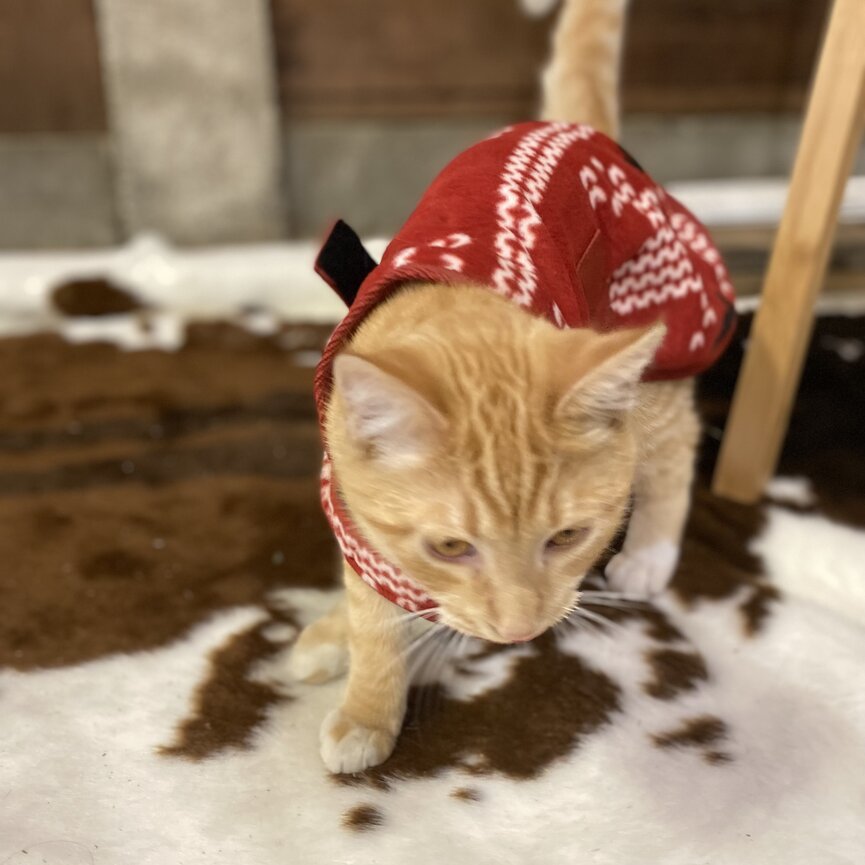 SANTA DOG FLEECE COAT