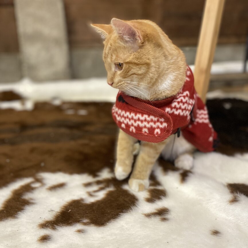 SANTA DOG FLEECE COAT