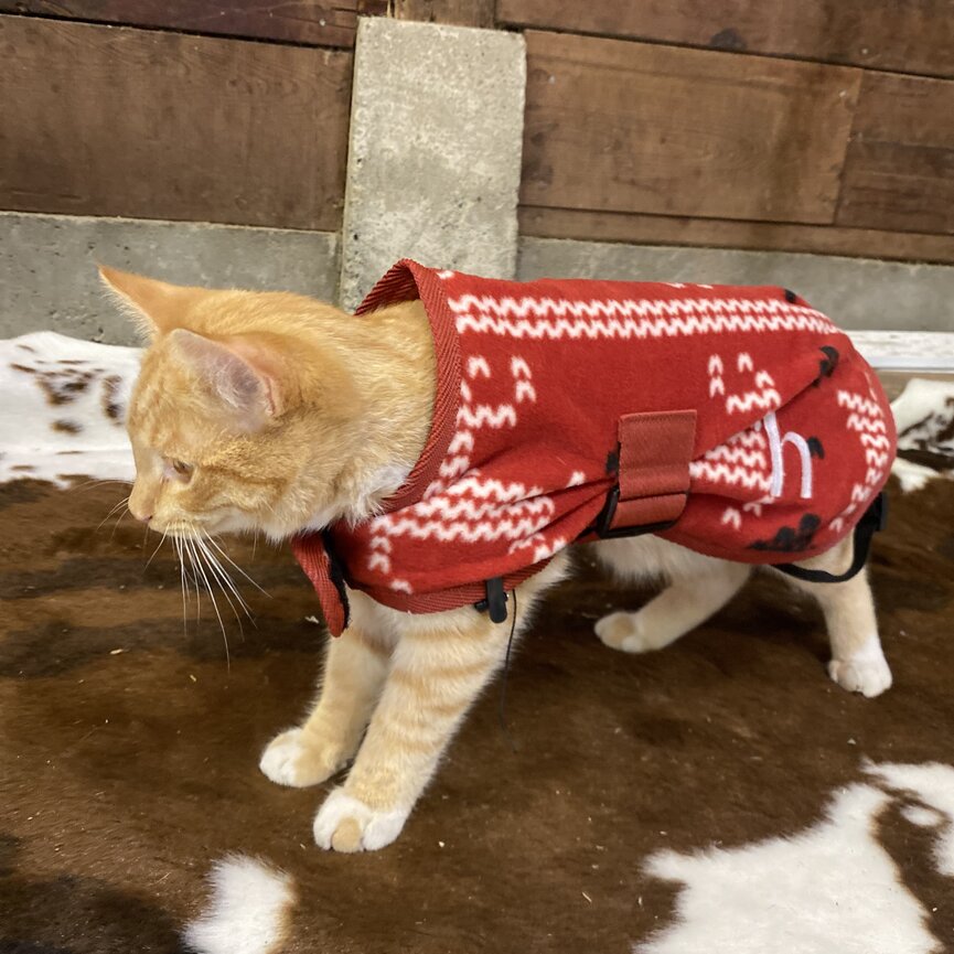 SANTA DOG FLEECE COAT