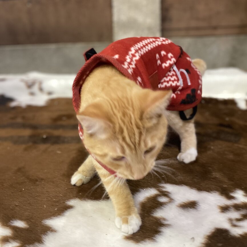 SANTA DOG FLEECE COAT