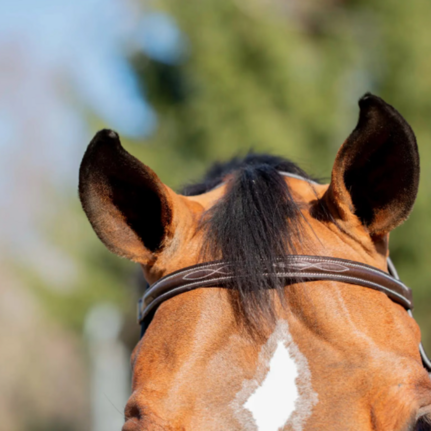 Valkyrie Classic Wide Noseband Hunter Bridle with Reins