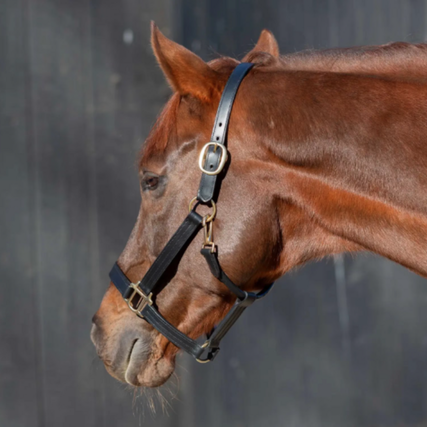 Valkyrie Classic Leather Halter