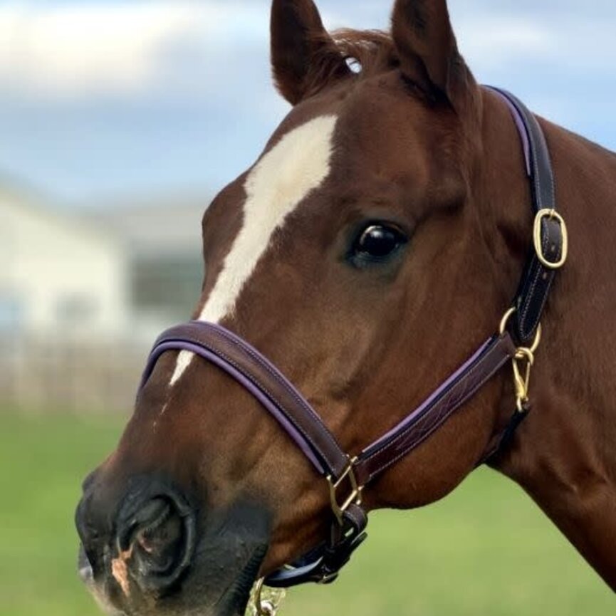 FANCY STITCHED PADDED LEATHER HALTER