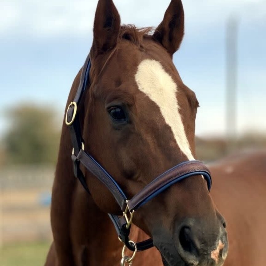 FANCY STITCHED PADDED LEATHER HALTER