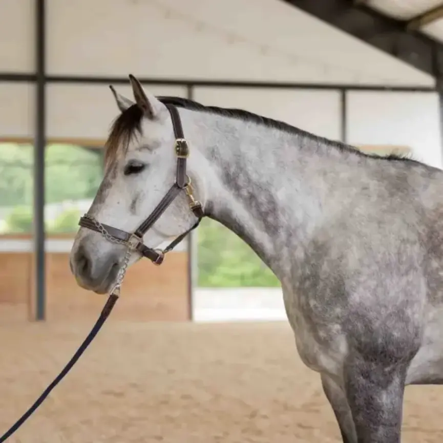 Saga 35 Feet Lunge Line with Chain