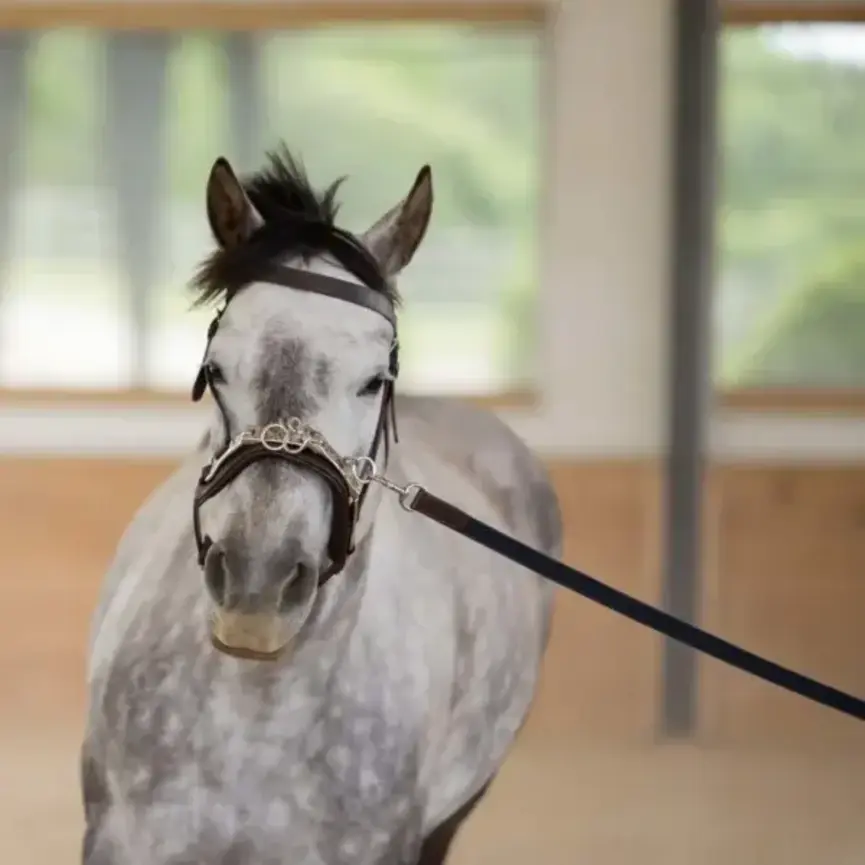 Saga 25 Feet Lunge Line