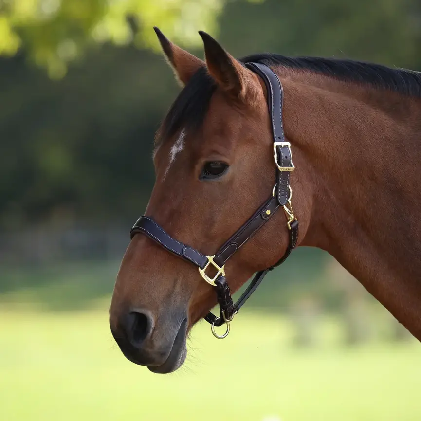 Velociti Lusso Lorca Leather Headcollar