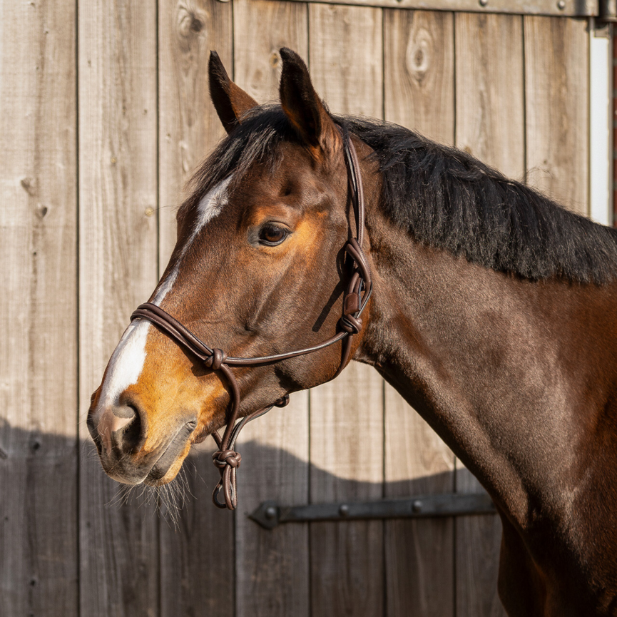 QHP Liberta Leather Rope Halter