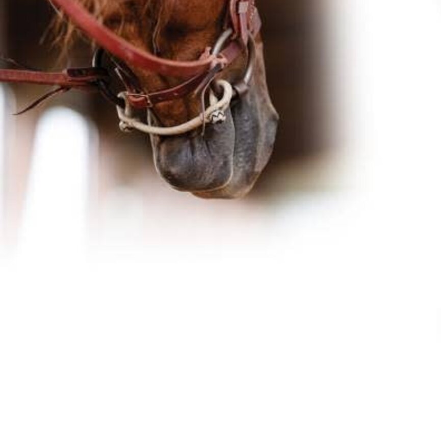 Rawhide Bit Hobble/Snaffle Curb