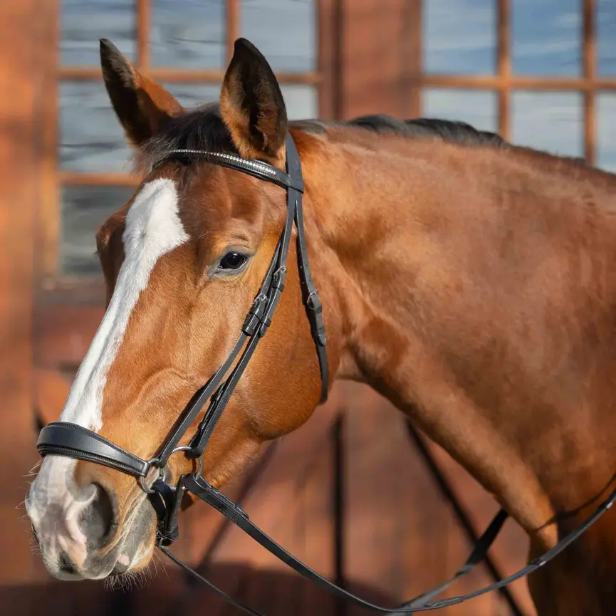 SAGA DROP NOSEBAND BRIDLE WITH WEB RUBBER REINS