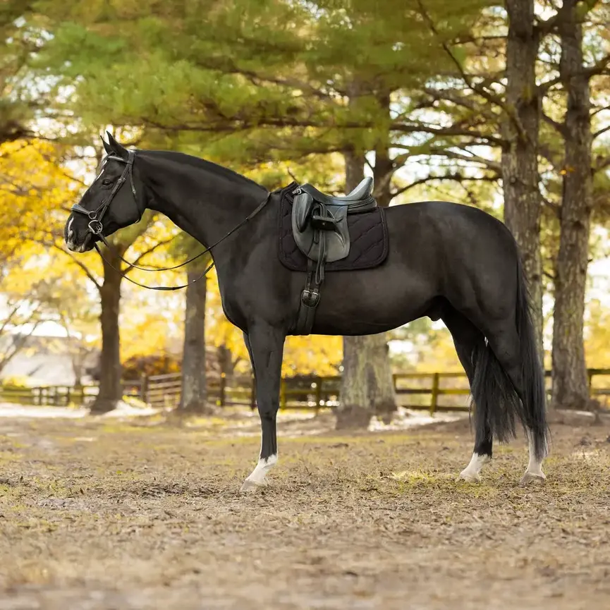 Bergen Crystal Dressage Saddle Pad