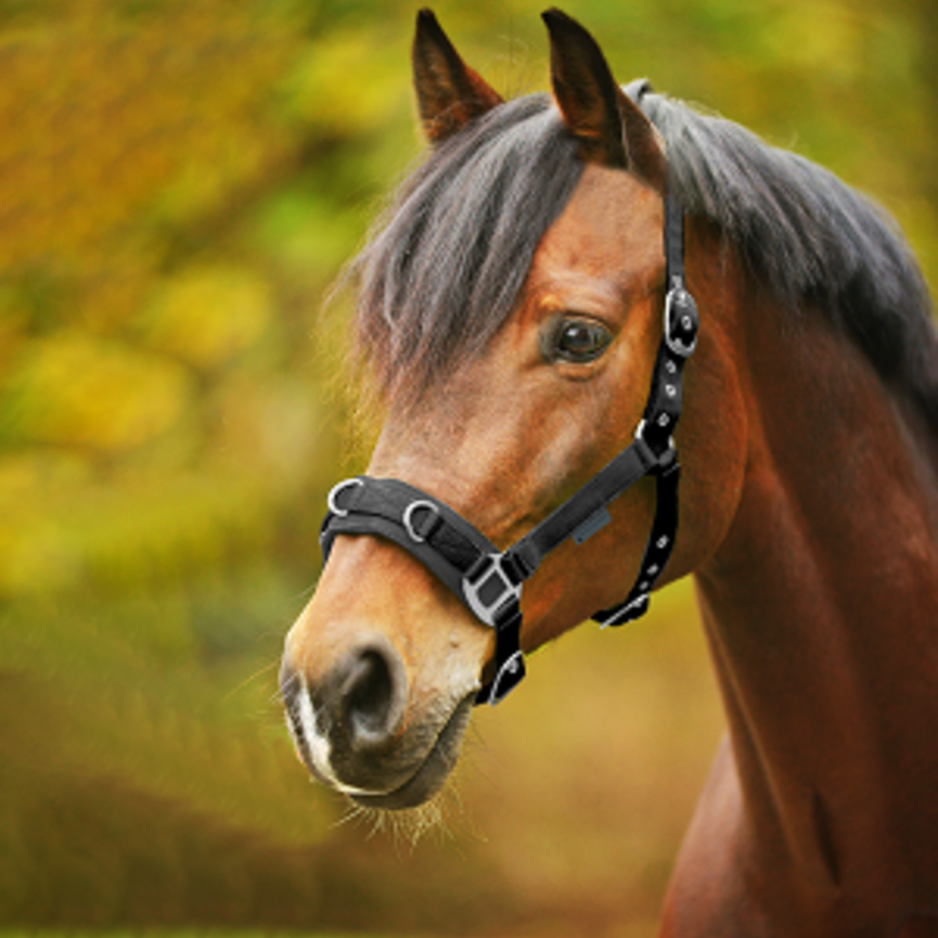 Economy Nylon Lunging Cavesson