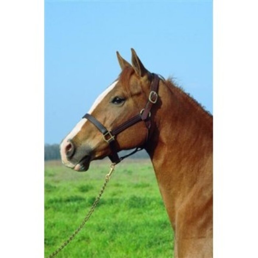 STABLE HALTER 1"