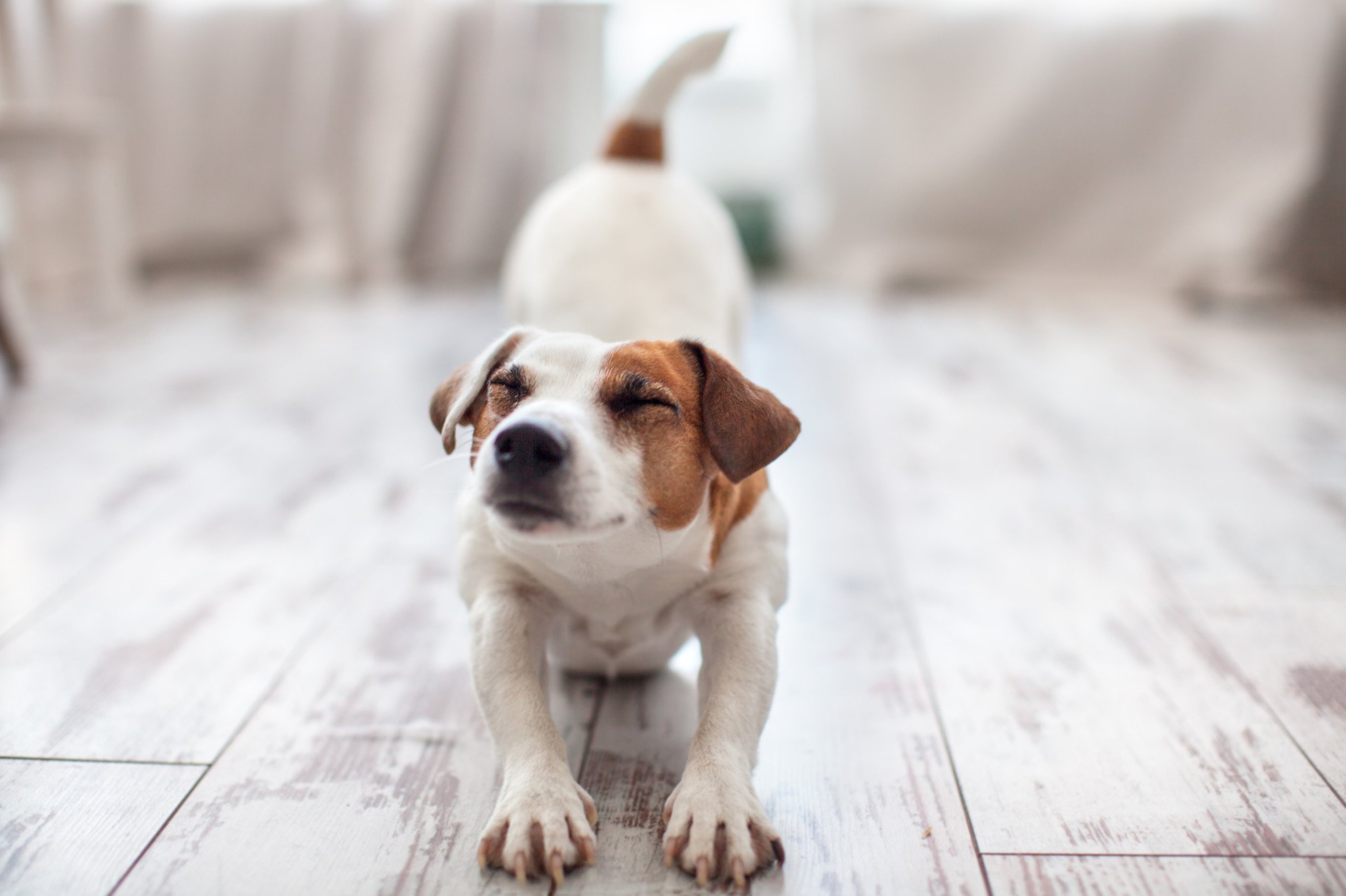 10-things-to-do-with-your-dog-during-quarantine-lucky-pet-dog