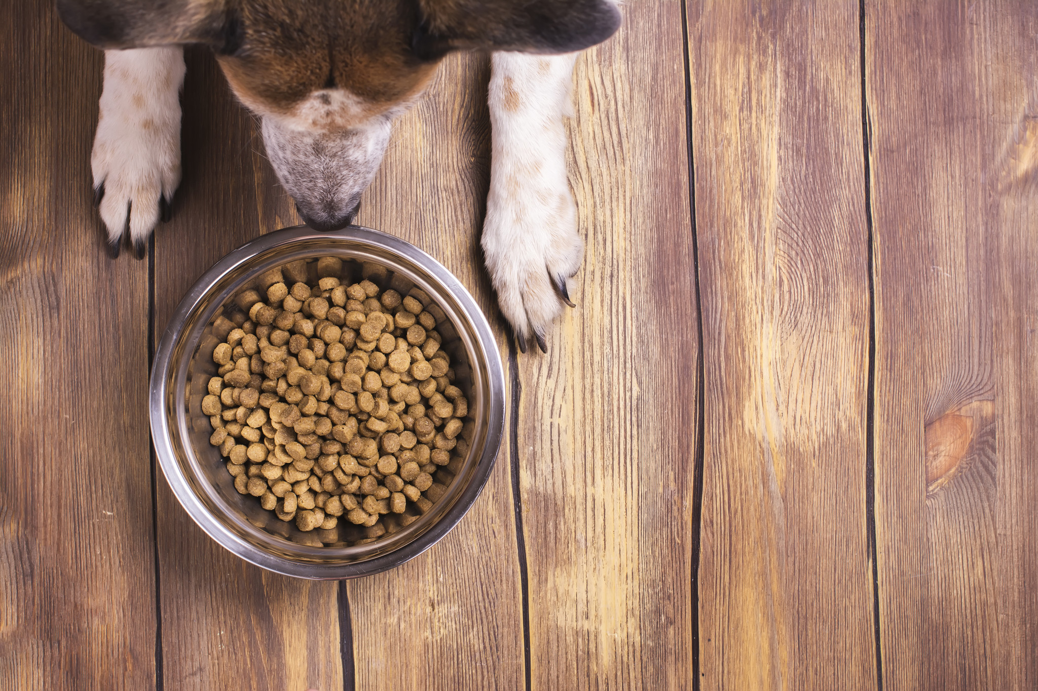 Food bowls: How can I make it easier for my dog to eat?