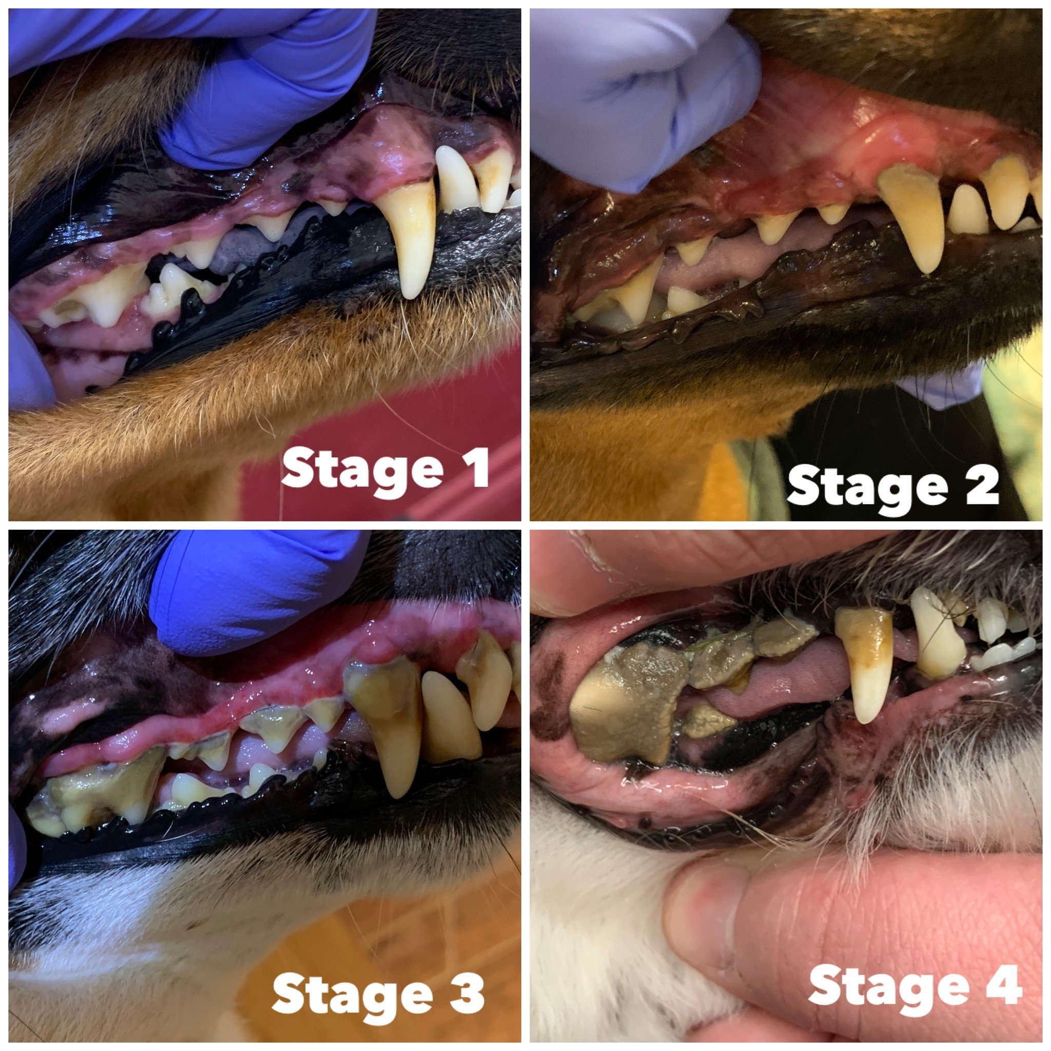 If your dog is in Stages one or two, he might be a candidate for Non Anesthesia Dental.