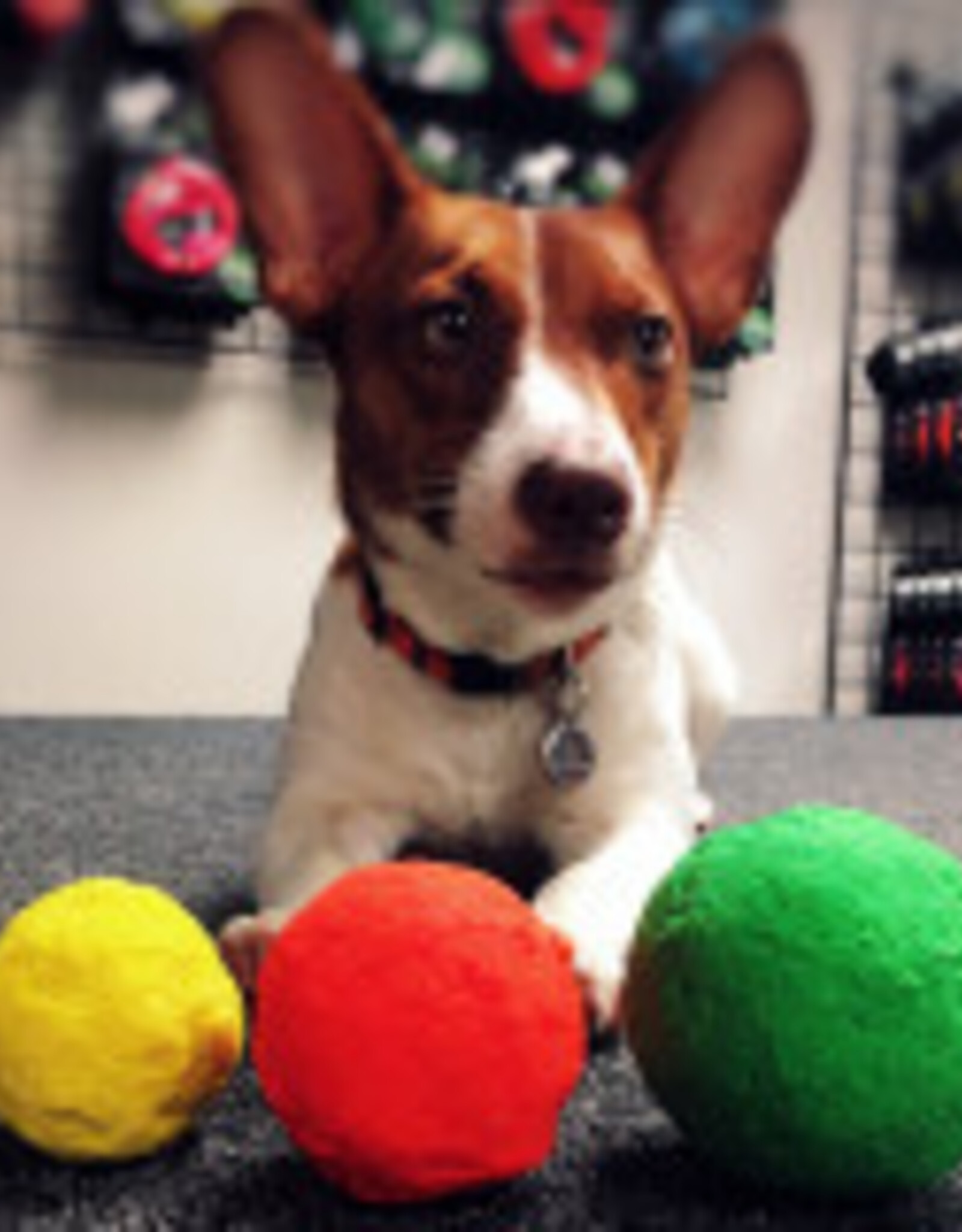 Wunderball Wunderball Fetch Dog Toy