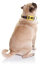 DOOG Doog | Dog Collar - Odie